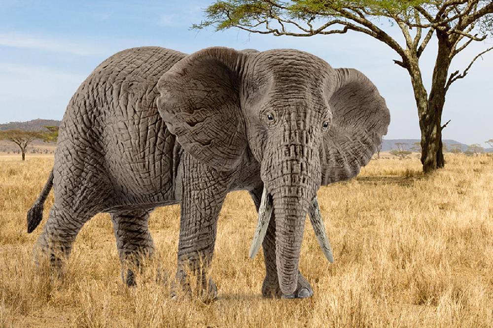 Schleich Afrikanische Elefantenkuh Sonderangebot